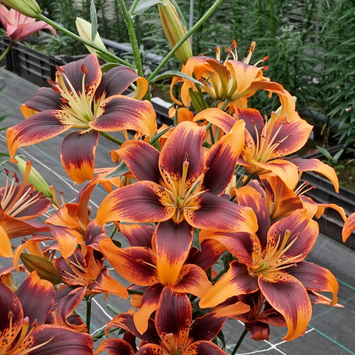 Lilium Forever Susan - meerkleurige lelie - Fluwel
