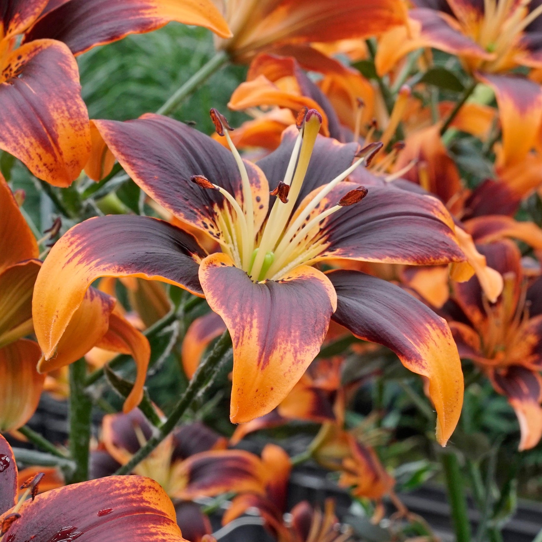 lilium 'forever susan' asiatic lily bulbs Buy Lilium 'Forever Susan' bulbs