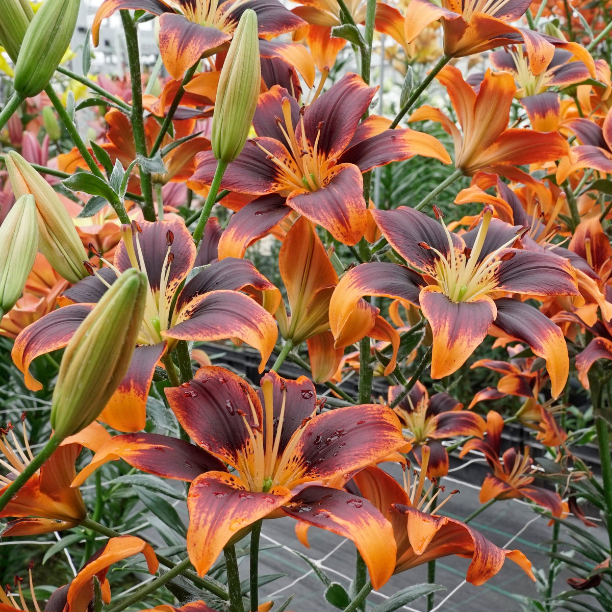 Lilium Forever Susan - meerkleurige lelie - Fluwel