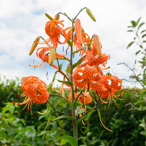tiger lily lilium tigrinum Buy Lilium lancifolium (tigrinum) bulbs