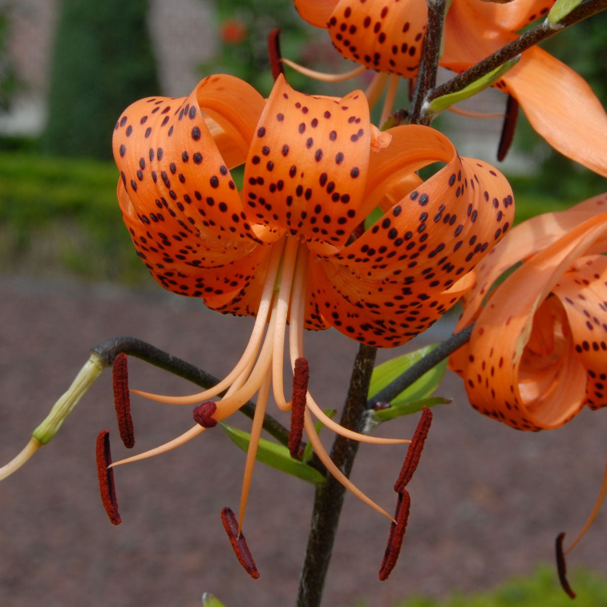 flowers similar to tiger lilies Buy Lilium lancifolium (tigrinum) bulbs
