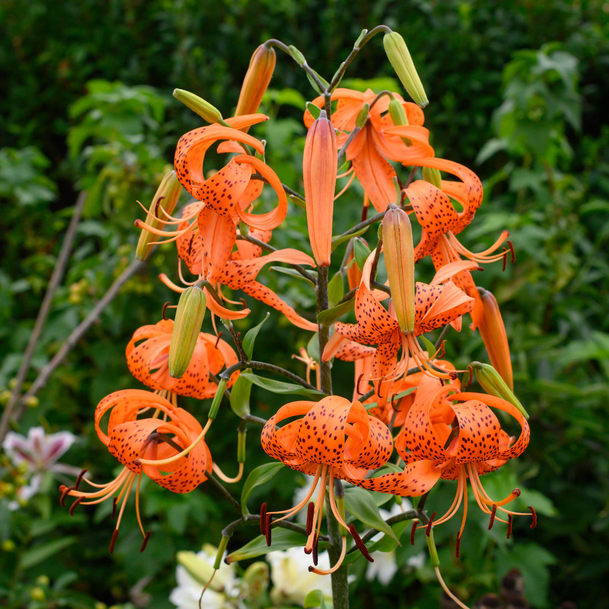 Lilium lancifolium (tigrinum) - oranje lelie - Fluwel