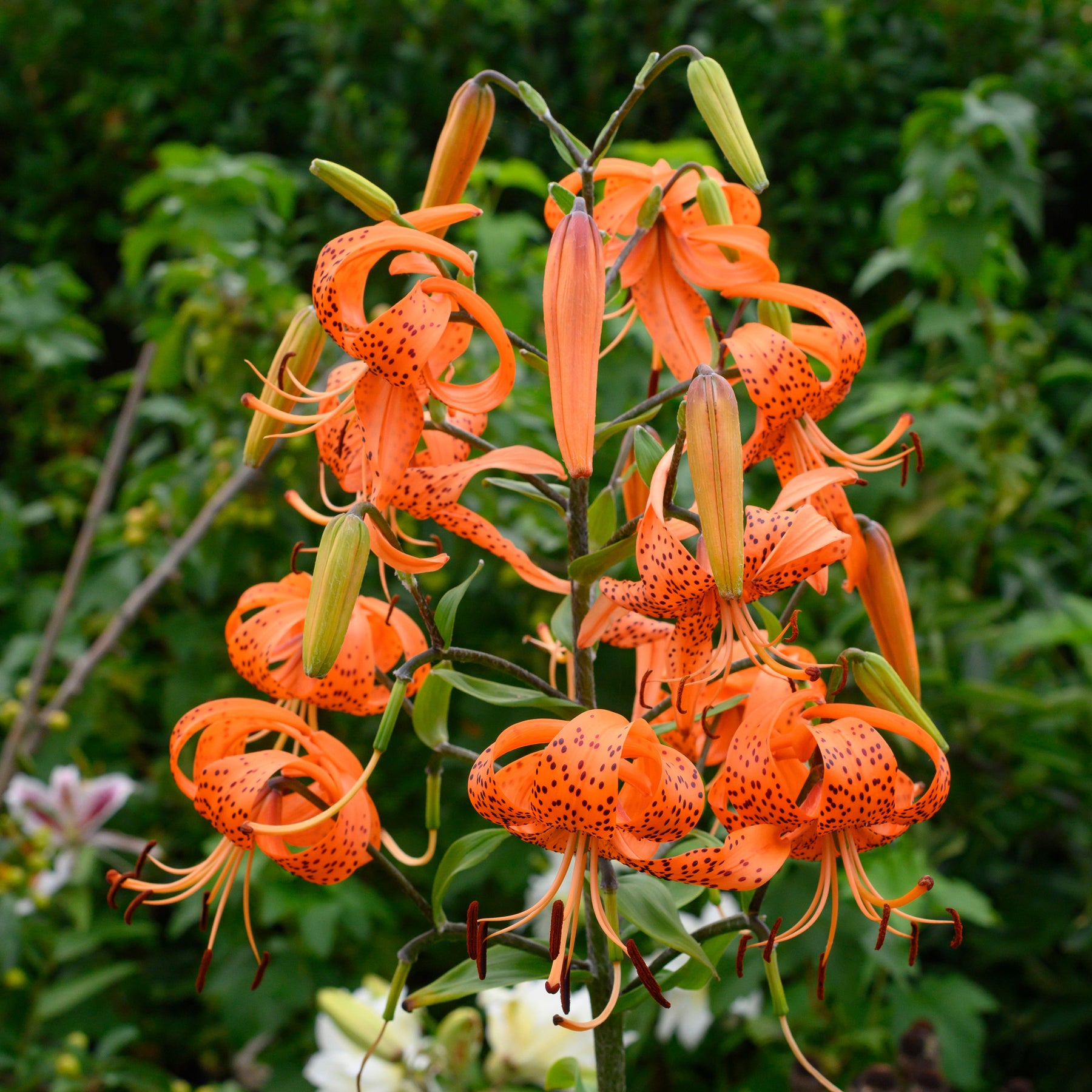 Lilium lancifolium (tigrinum) - Lilies - Fluwel
