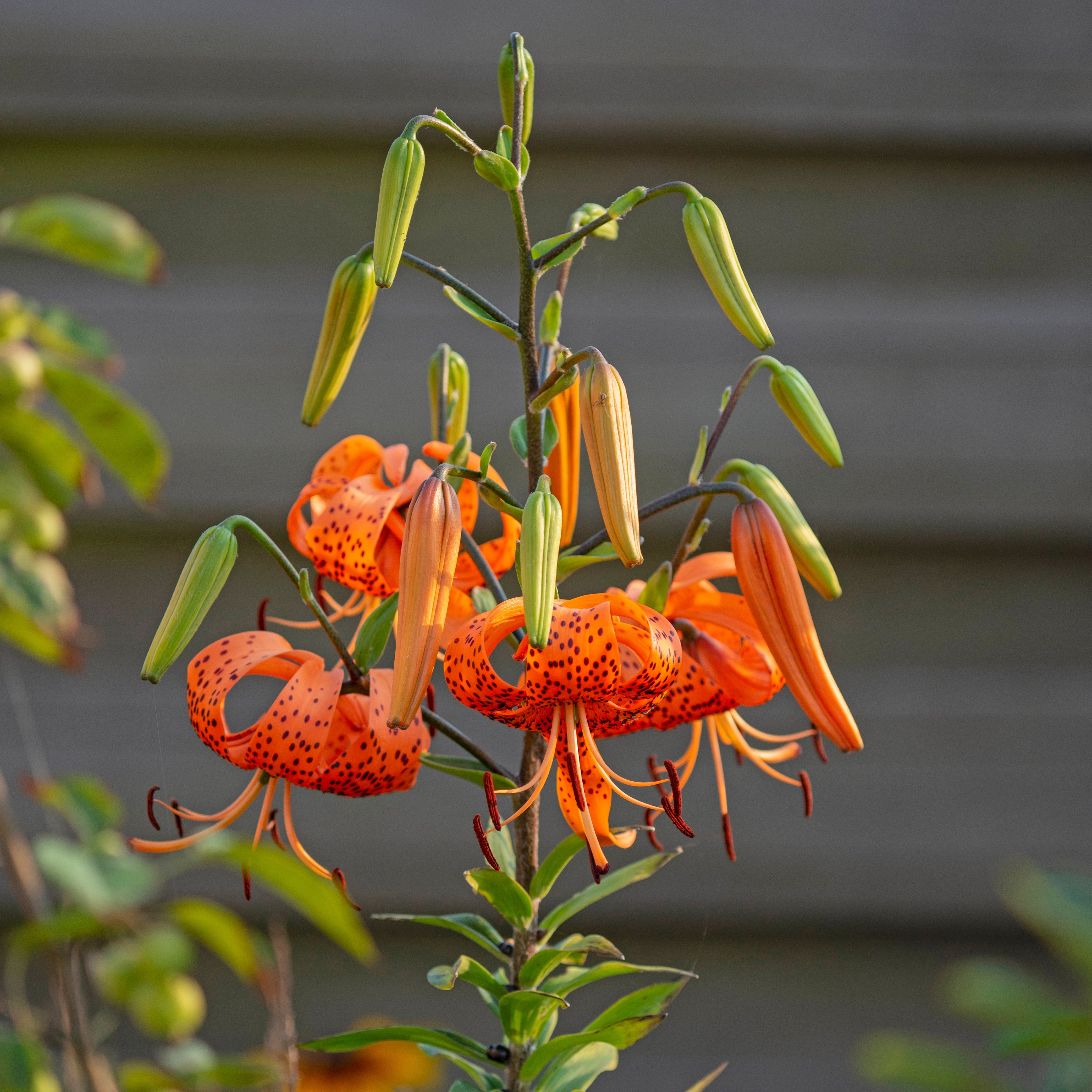 Lilium lancifolium (tigrinum) - oranje lelie - Fluwel
