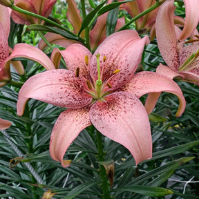 Lilium Morpho Pink - Lilies - Fluwel