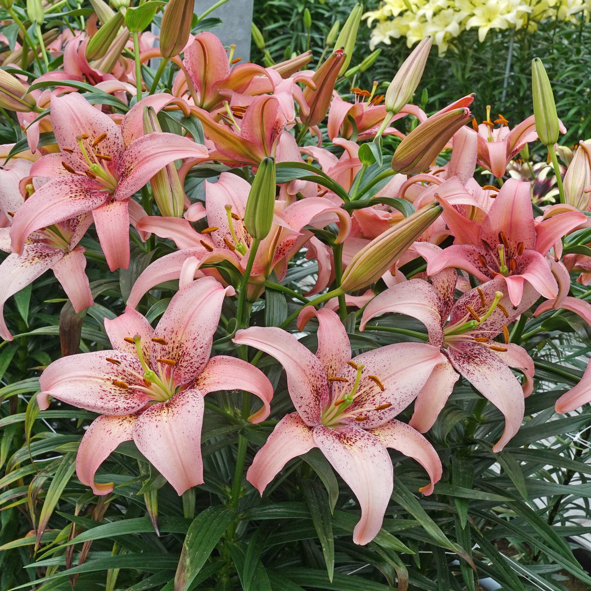 Lilium Morpho Pink - roze lelie - Fluwel