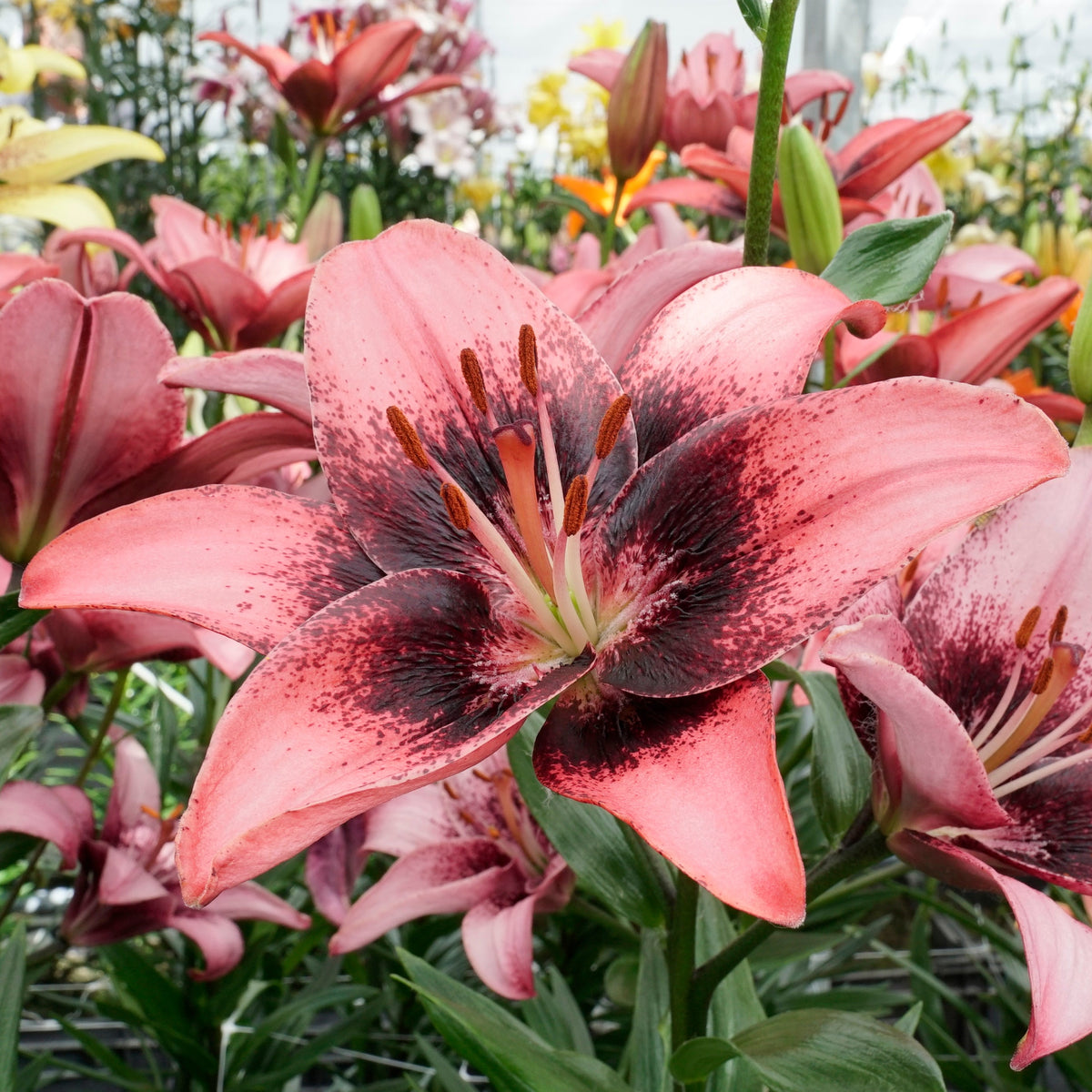 Lilium Purple Dream - lila lelie - Fluwel