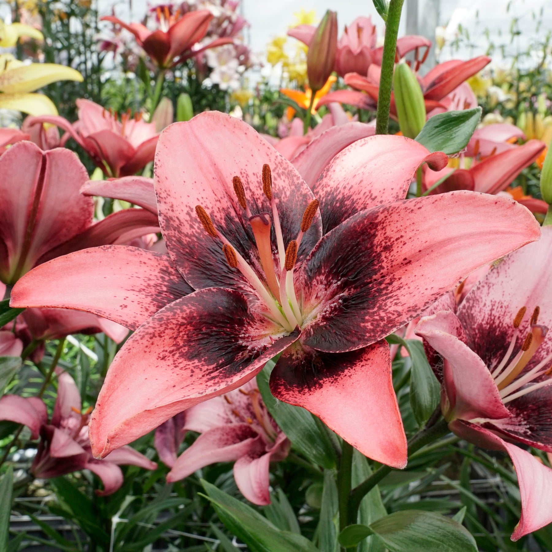 purple asiatic lily Buy Lilium 'Purple Dream' bulbs