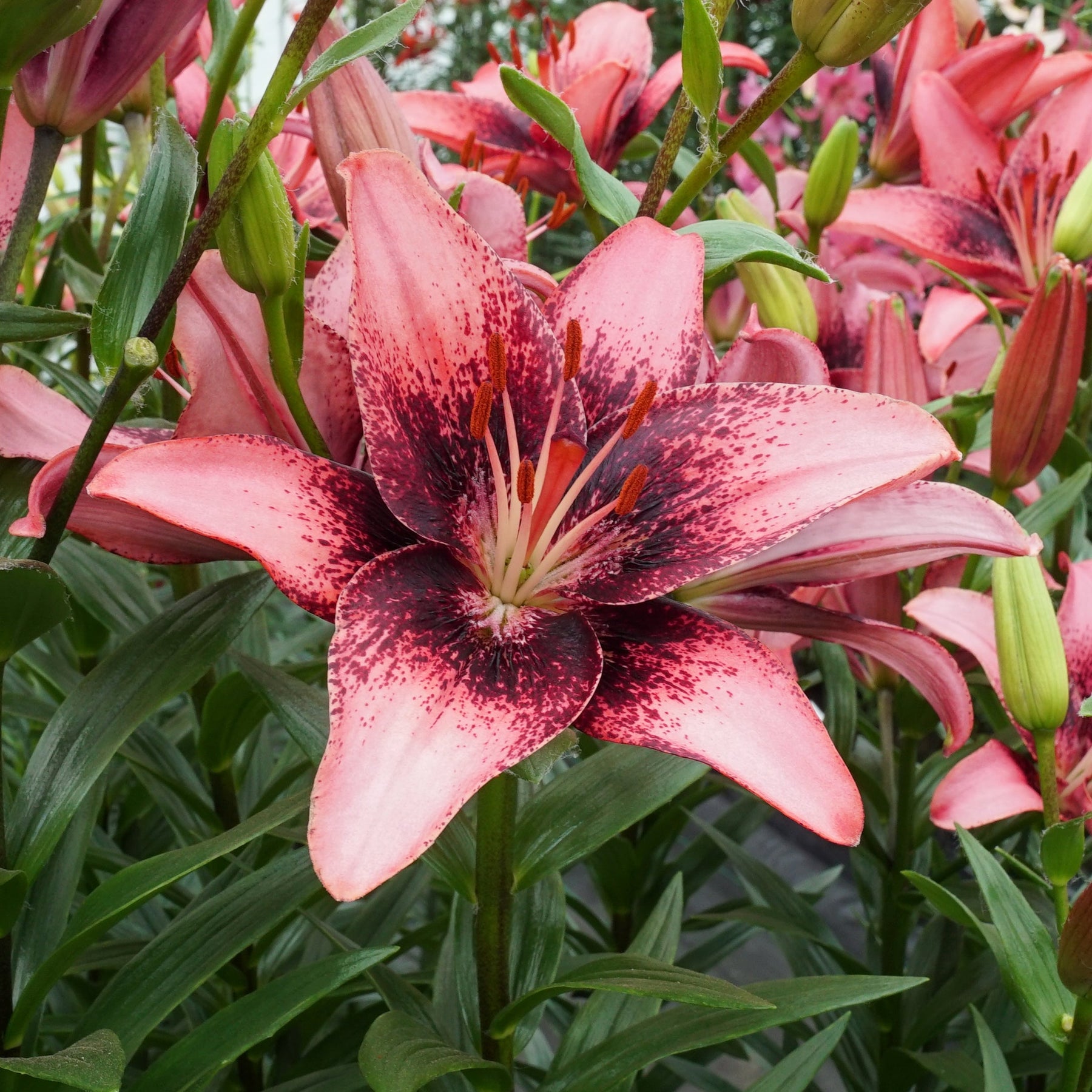 asiatic lily purple Buy Lilium 'Purple Dream' bulbs