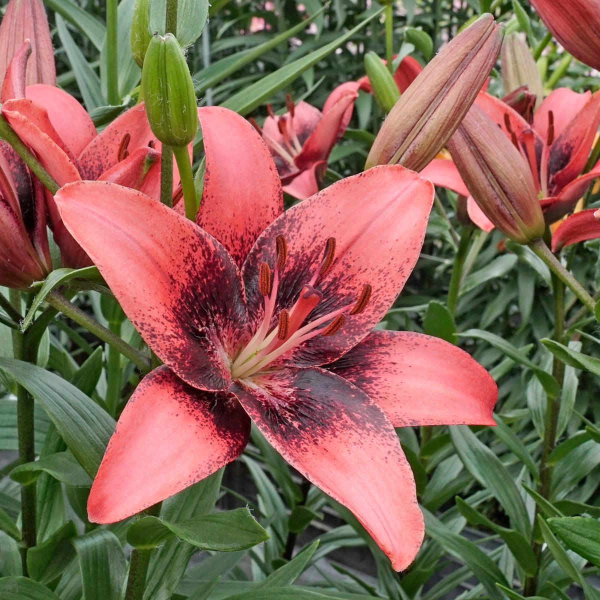 Lilium Purple Dream - Lilies - Fluwel