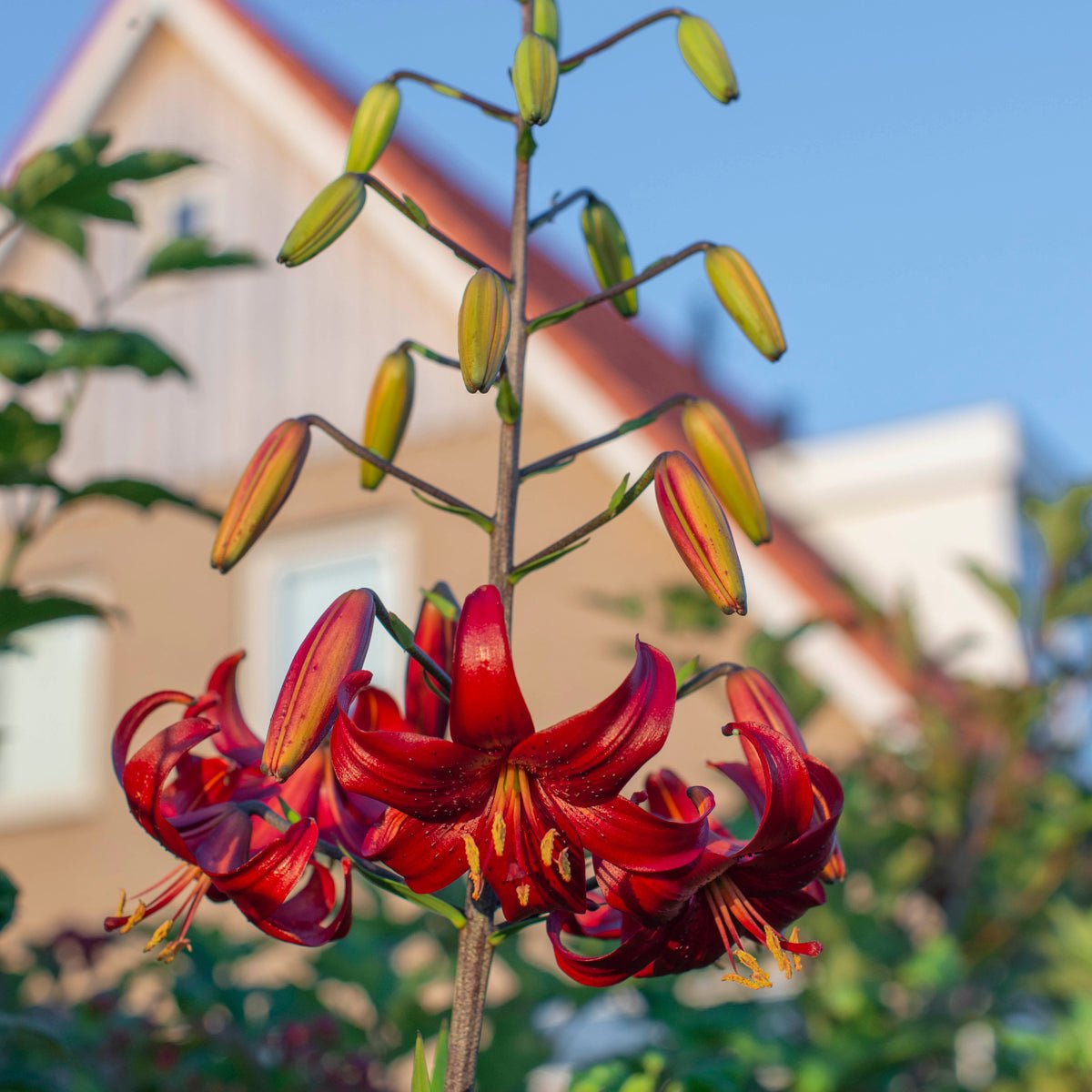 Lilium Red Velvet - rode lelie - Fluwel