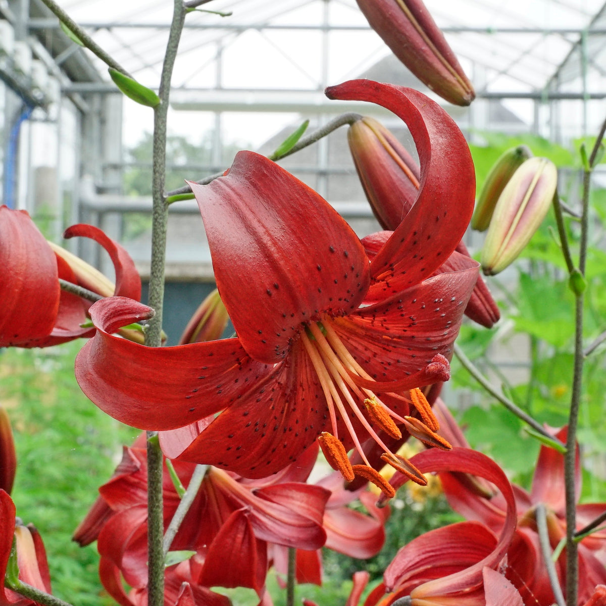 Lilium Red Velvet - rode lelie - Fluwel