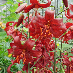 Lilium Red Velvet - Lilies - Fluwel
