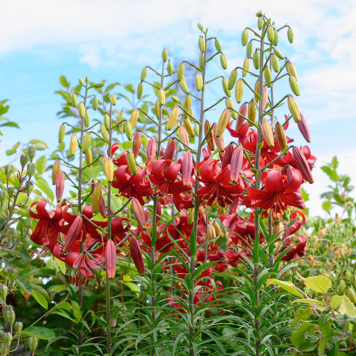 Lilium Red Velvet - rode lelie - Fluwel