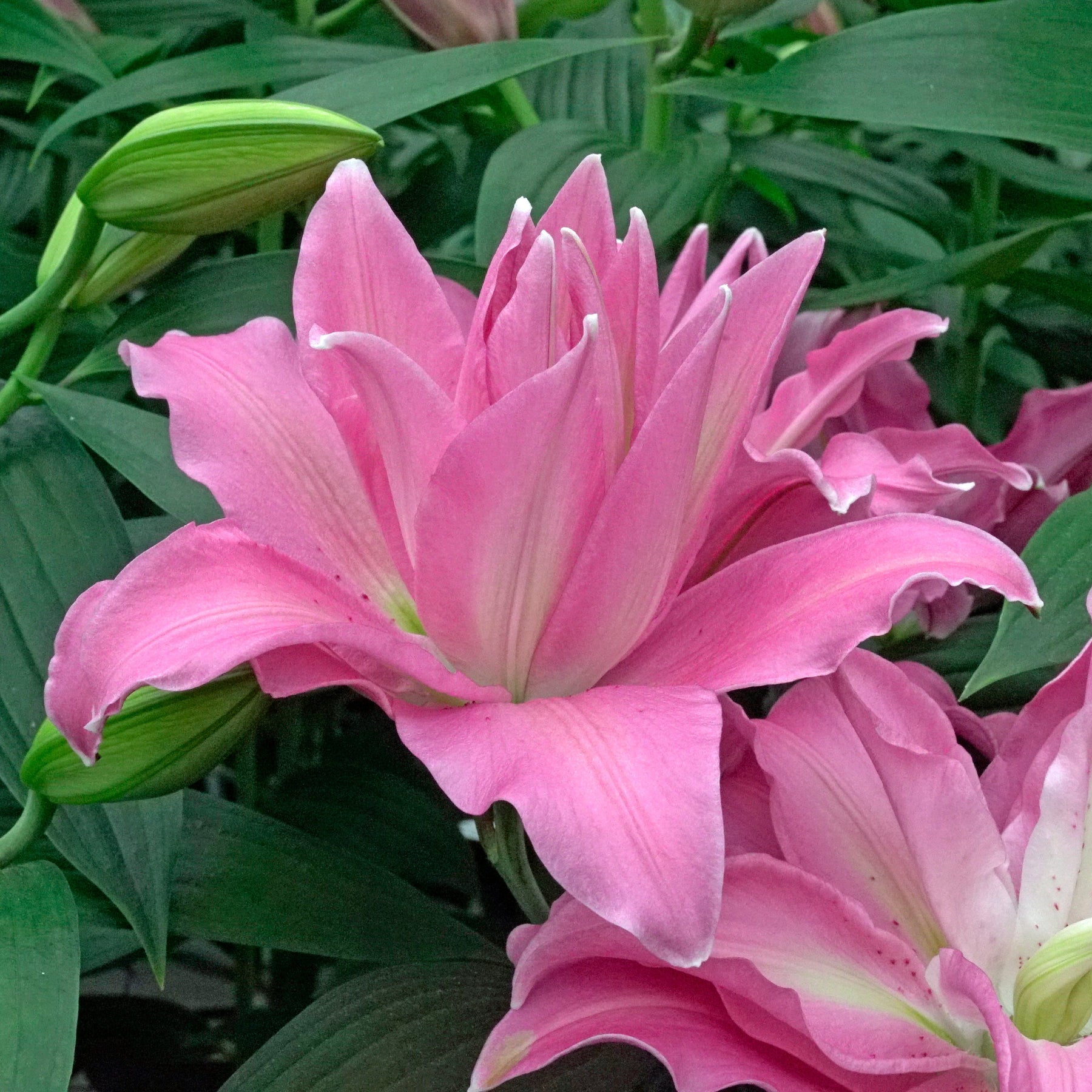 Lilium Roselily Gisella - Lilies - Fluwel