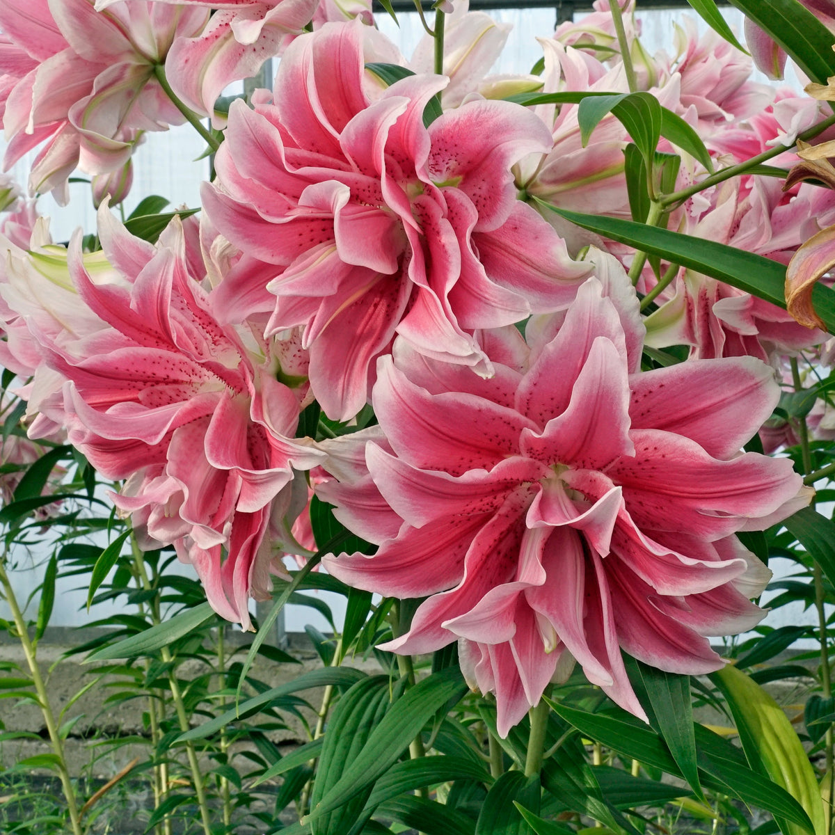 Lilium Roselily Isabella - Lilies - Fluwel