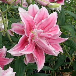 Lilium Roselily Isabella - Lilies - Fluwel