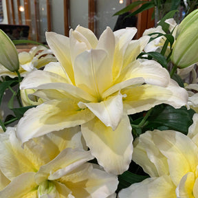 Lilium Roselily Ludwina - Lilies - Fluwel