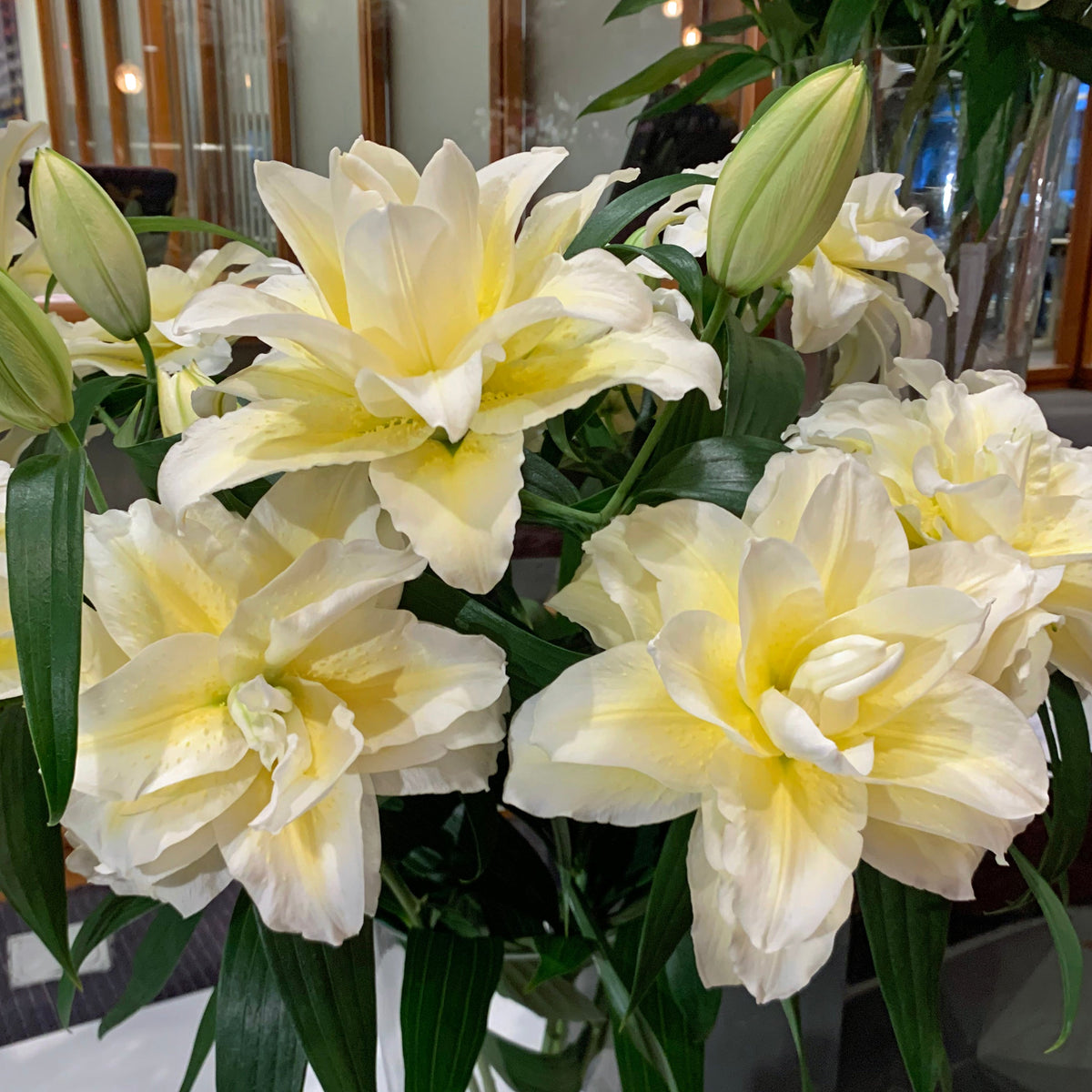 Lilium Roselily Ludwina - Lilies - Fluwel