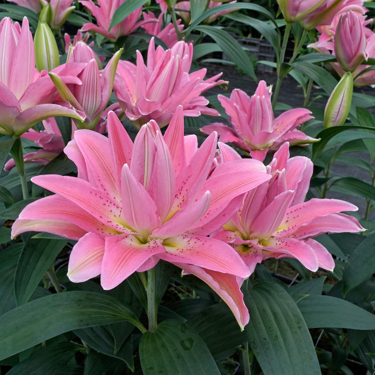 Lilium Roselily Patricia - Lilies - Fluwel