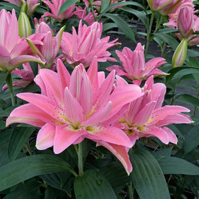 Lilium Roselily Patricia - Lilies - Fluwel