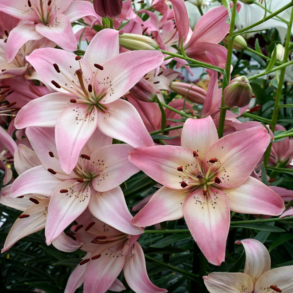 Lilium Rosella's Dream - roze lelie - Fluwel