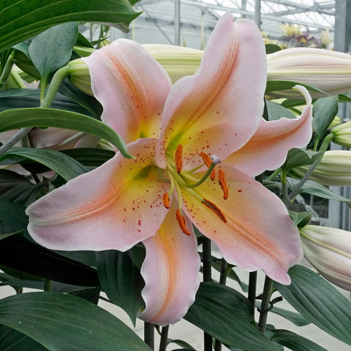 Lilium Salmon Party - oranje lelie - Fluwel