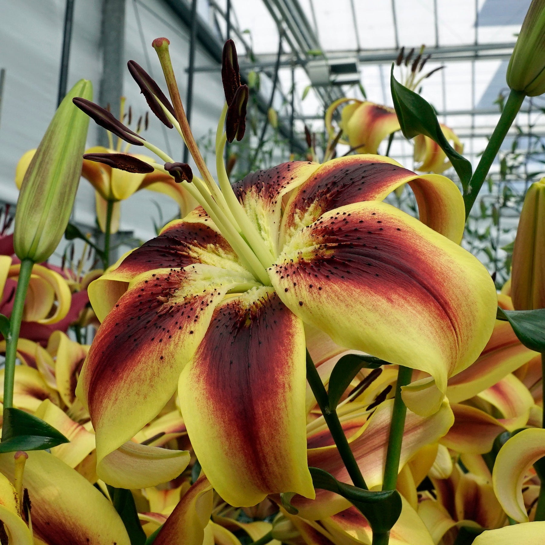 asiatic lily yellow with red spots Buy Lilium 'Viva la Vida' (OAO) bulbs
