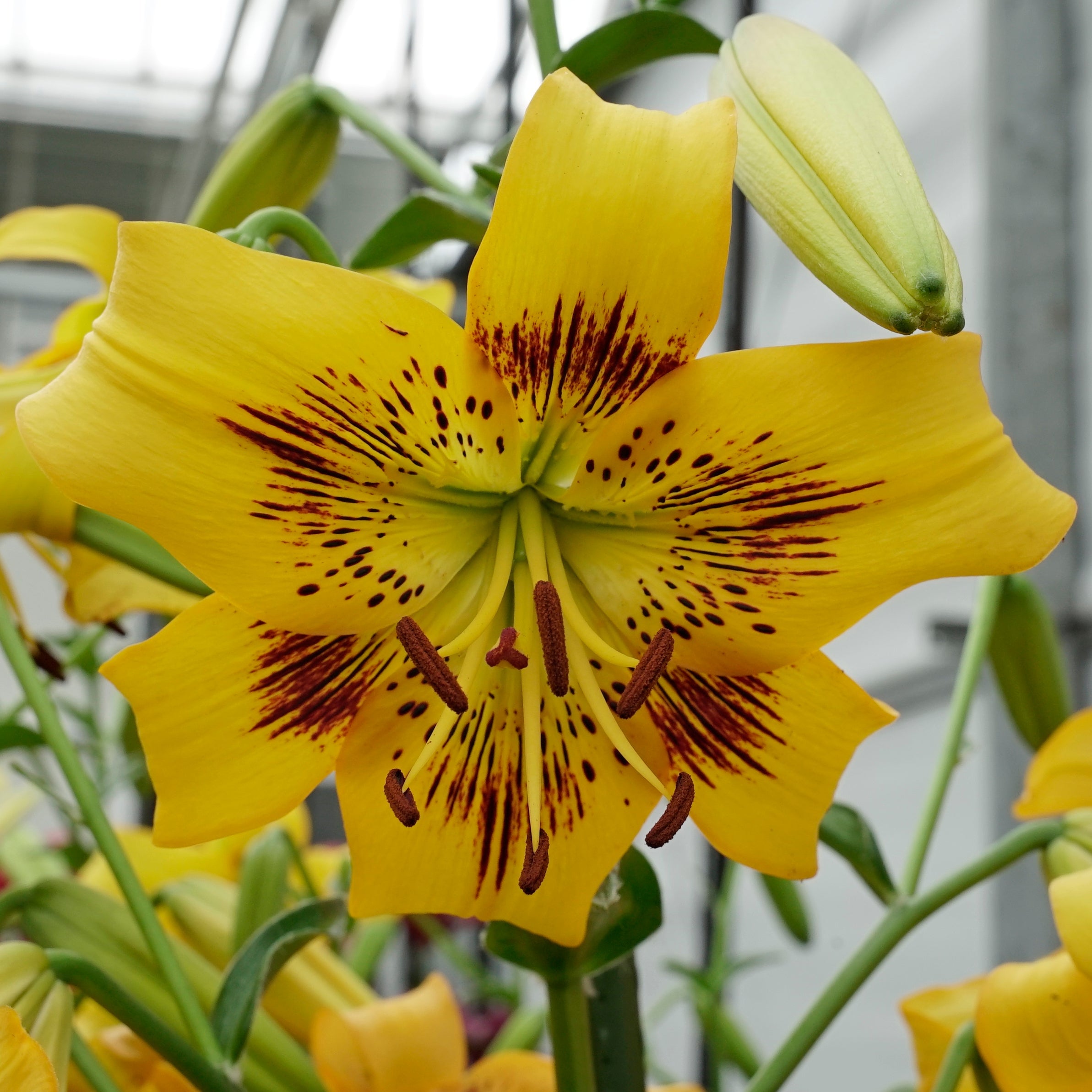 Lilium Yellow Bruse - gele lelie - Fluwel