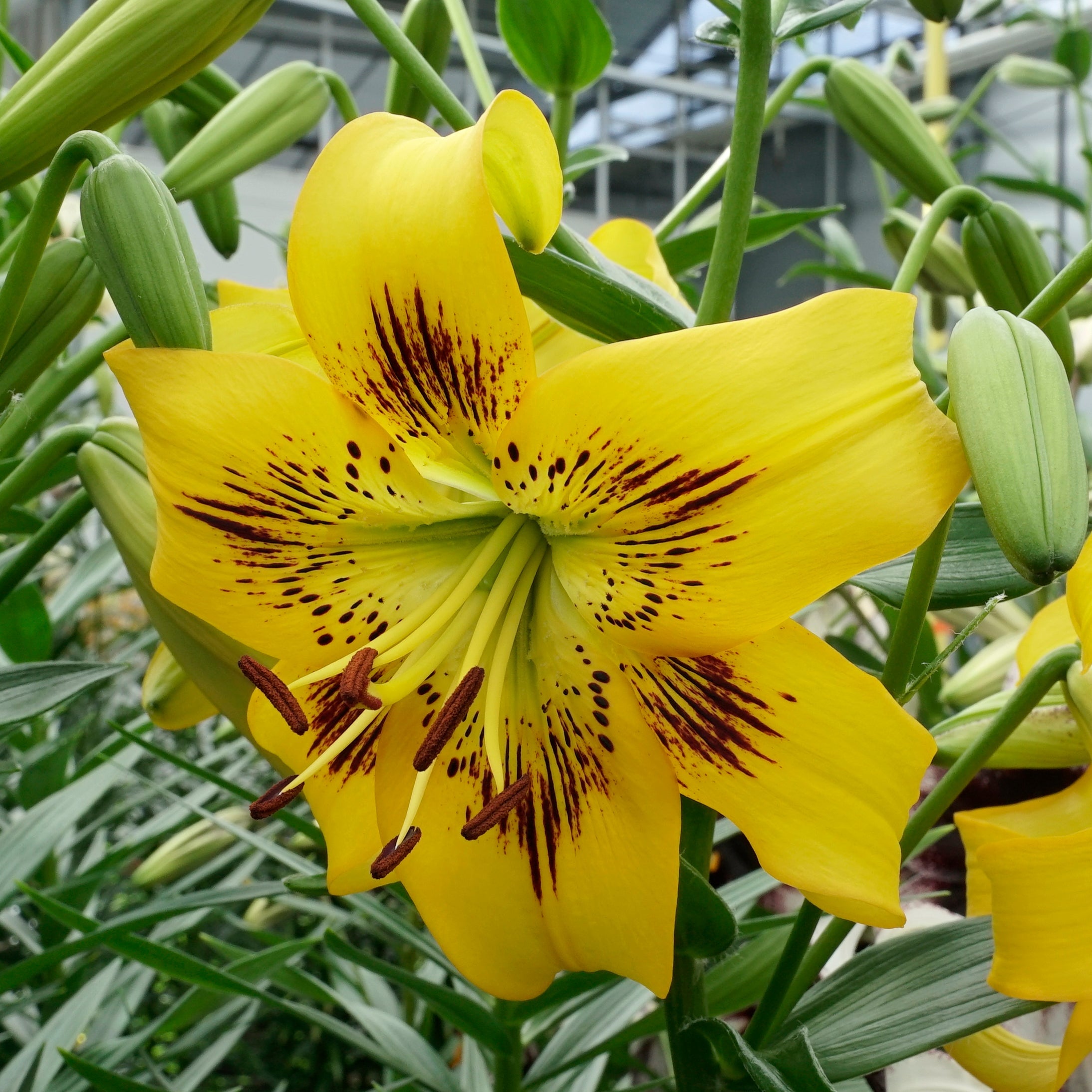 Lilium Yellow Bruse - Lilies - Fluwel
