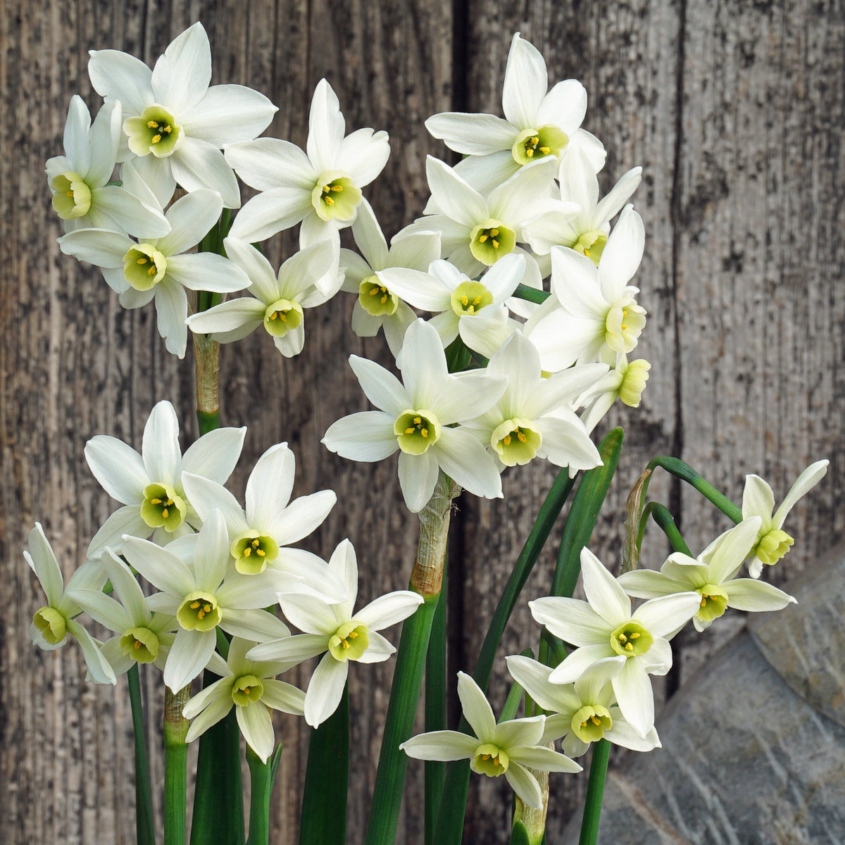 Lima's Green Goddess - groene Tazetta narcis - Fluwel