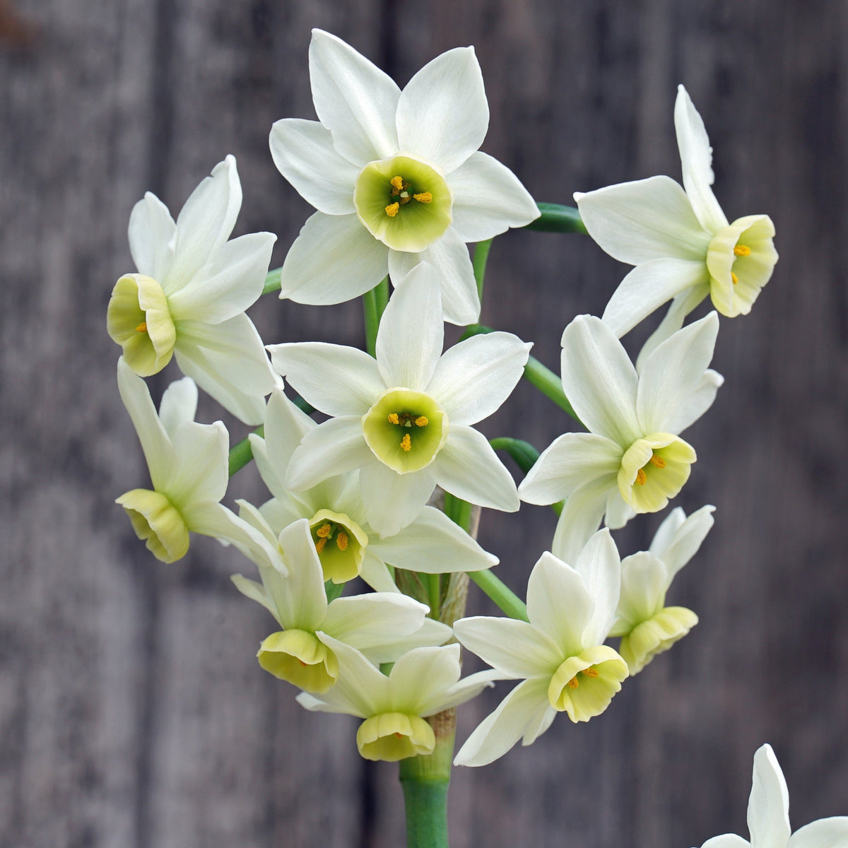 Lima's Green Goddess - groene Tazetta narcis - Fluwel