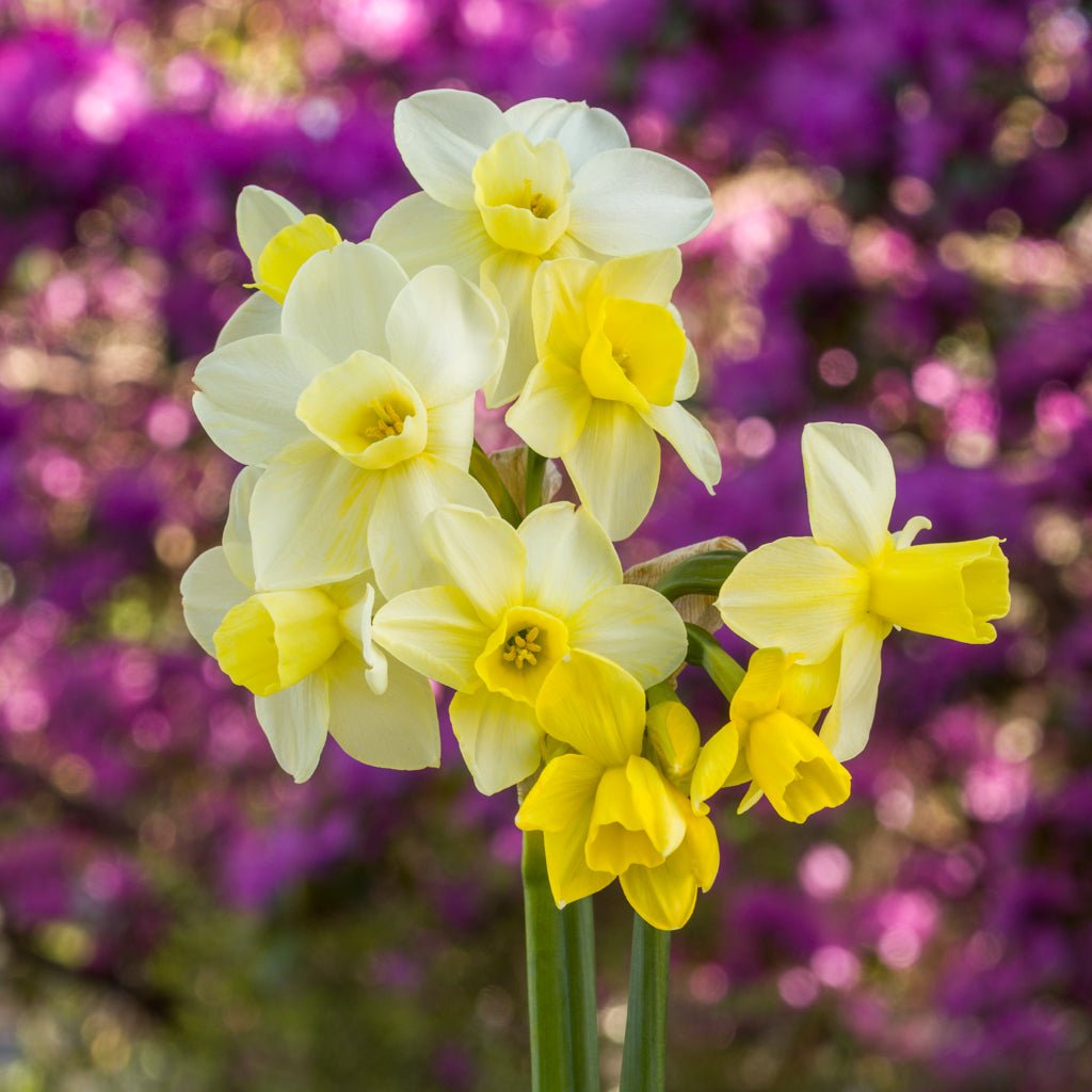 Limequilla - Special Narcissus - Fluwel