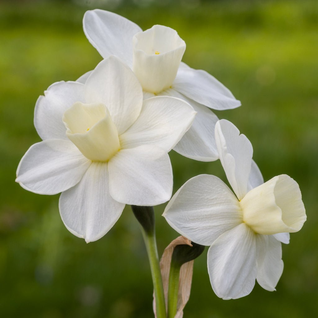 Limequilla - Special Narcissus - Fluwel