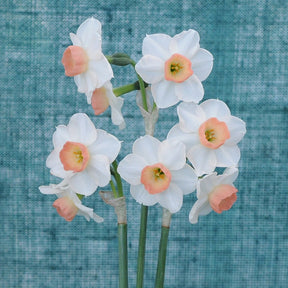 Little Dianne - Special Narcissus - Fluwel
