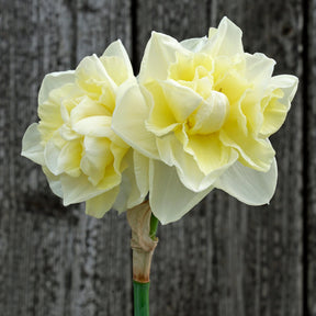 Little Kiwi - Special Narcissus - Fluwel