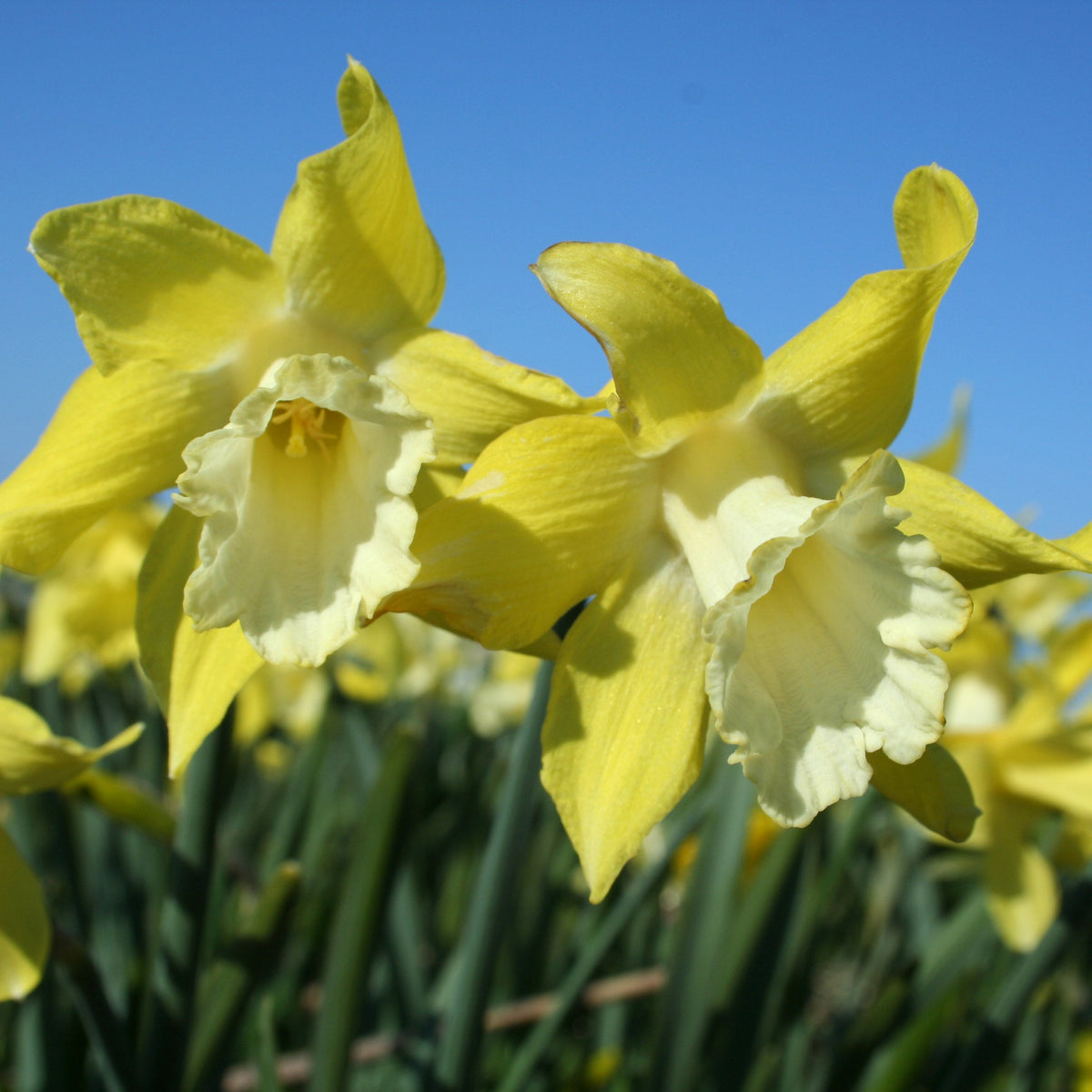 Little Spell - gele Trumpet narcis - Fluwel