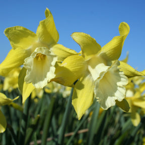 Little Spell - Special Narcissus - Fluwel