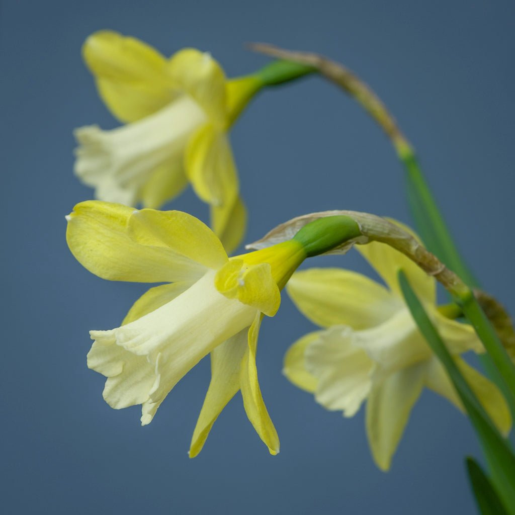 Little Spell - Special Narcissus - Fluwel