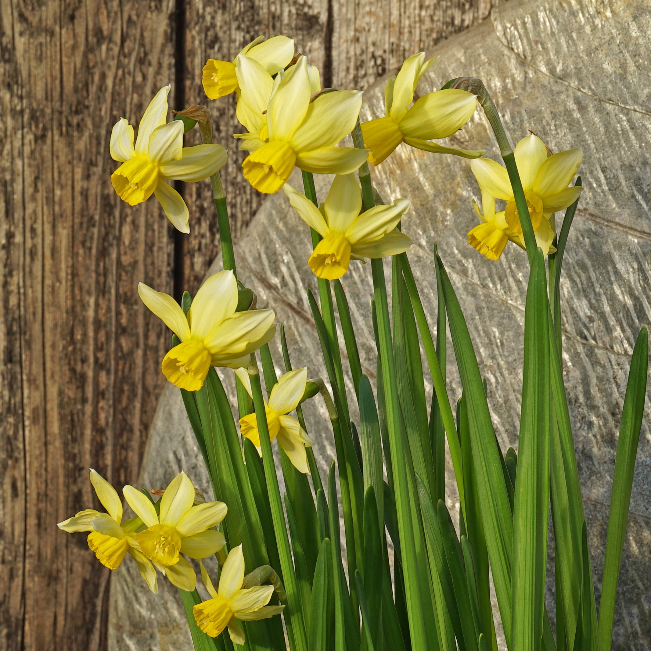 Little Surprise - Special Narcissus - Fluwel
