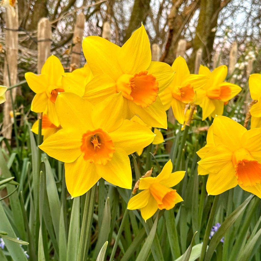 Loving Her - meerkleurige narcis - Fluwel