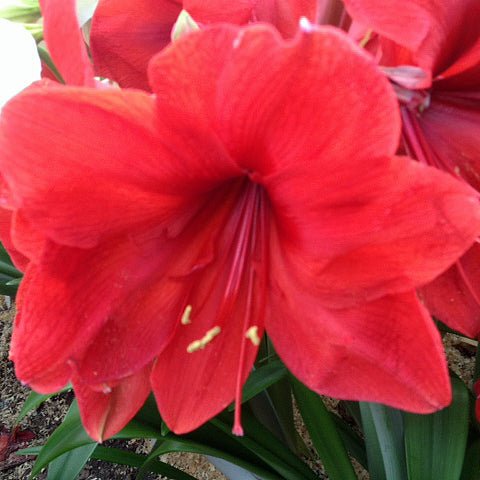 Ludwig's Goliath - Special Amaryllis - Fluwel
