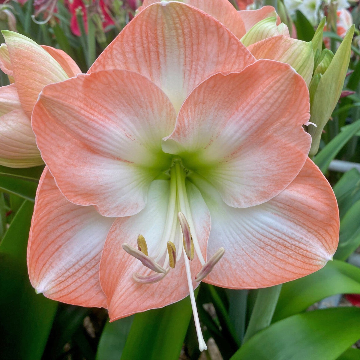 Lydia - Special Amaryllis - Fluwel