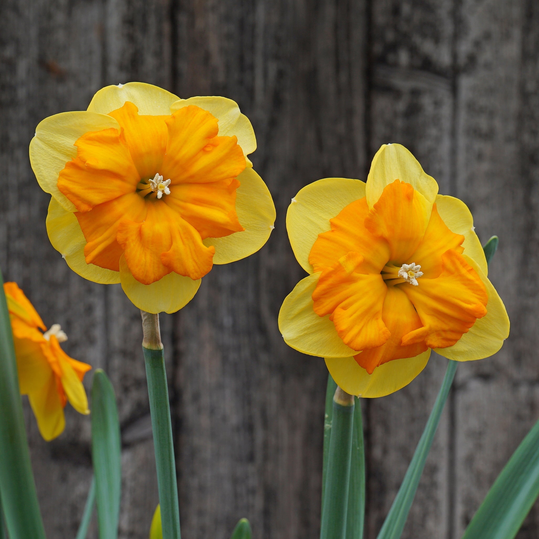 Maria Pia - Special Narcissus - Fluwel