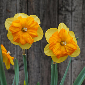 Maria Pia - Special Narcissus - Fluwel
