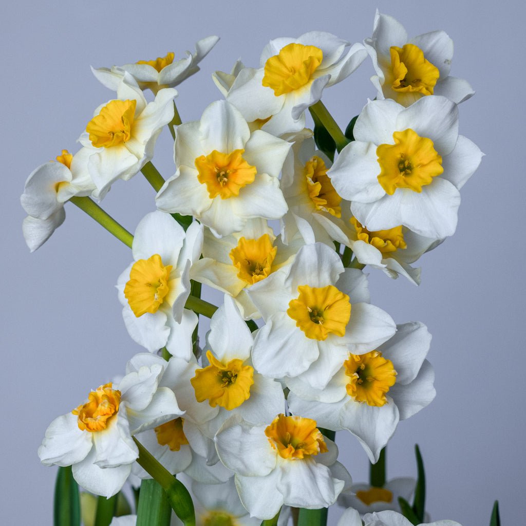 Marisol - Special Narcissus - Fluwel
