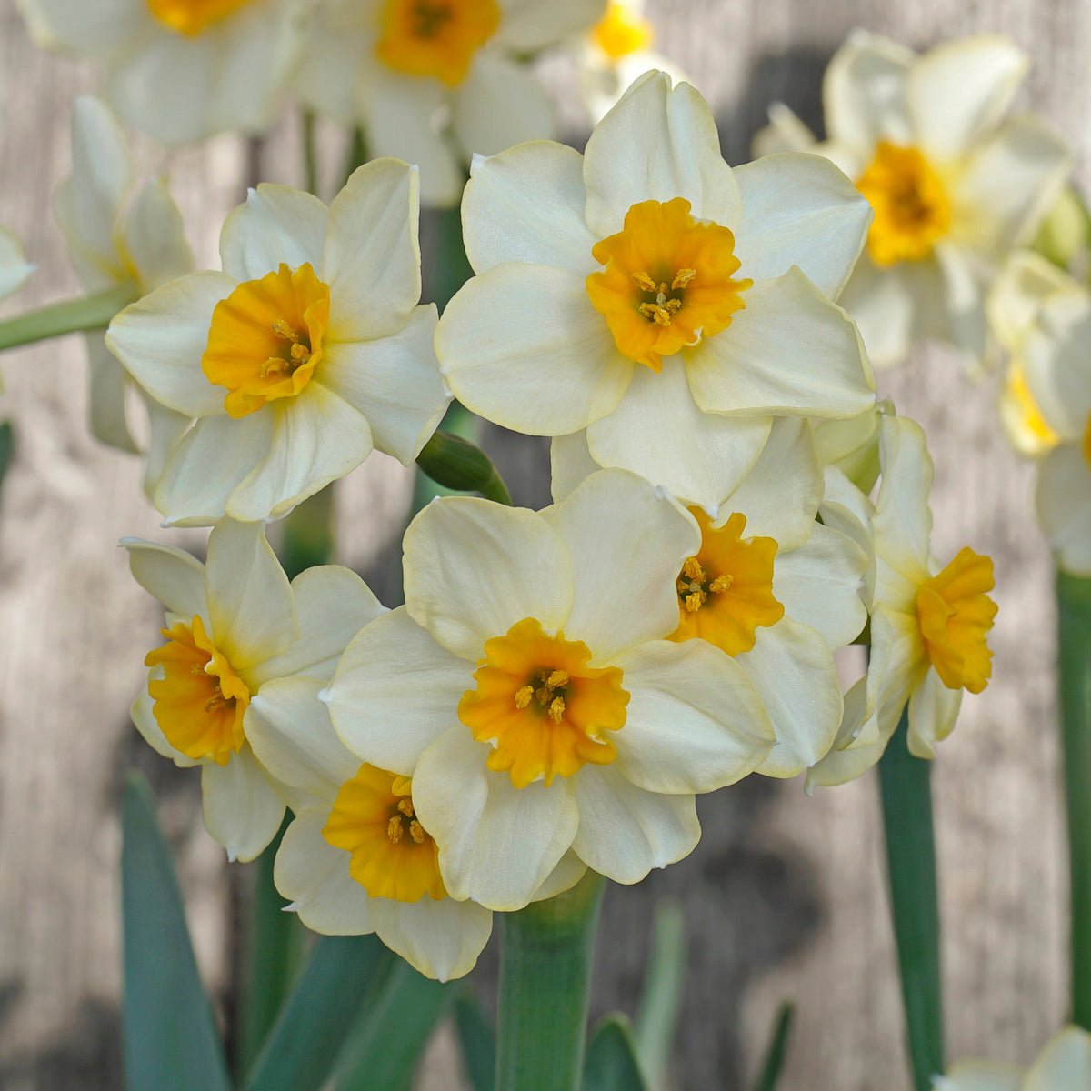 Marisol - Special Narcissus - Fluwel