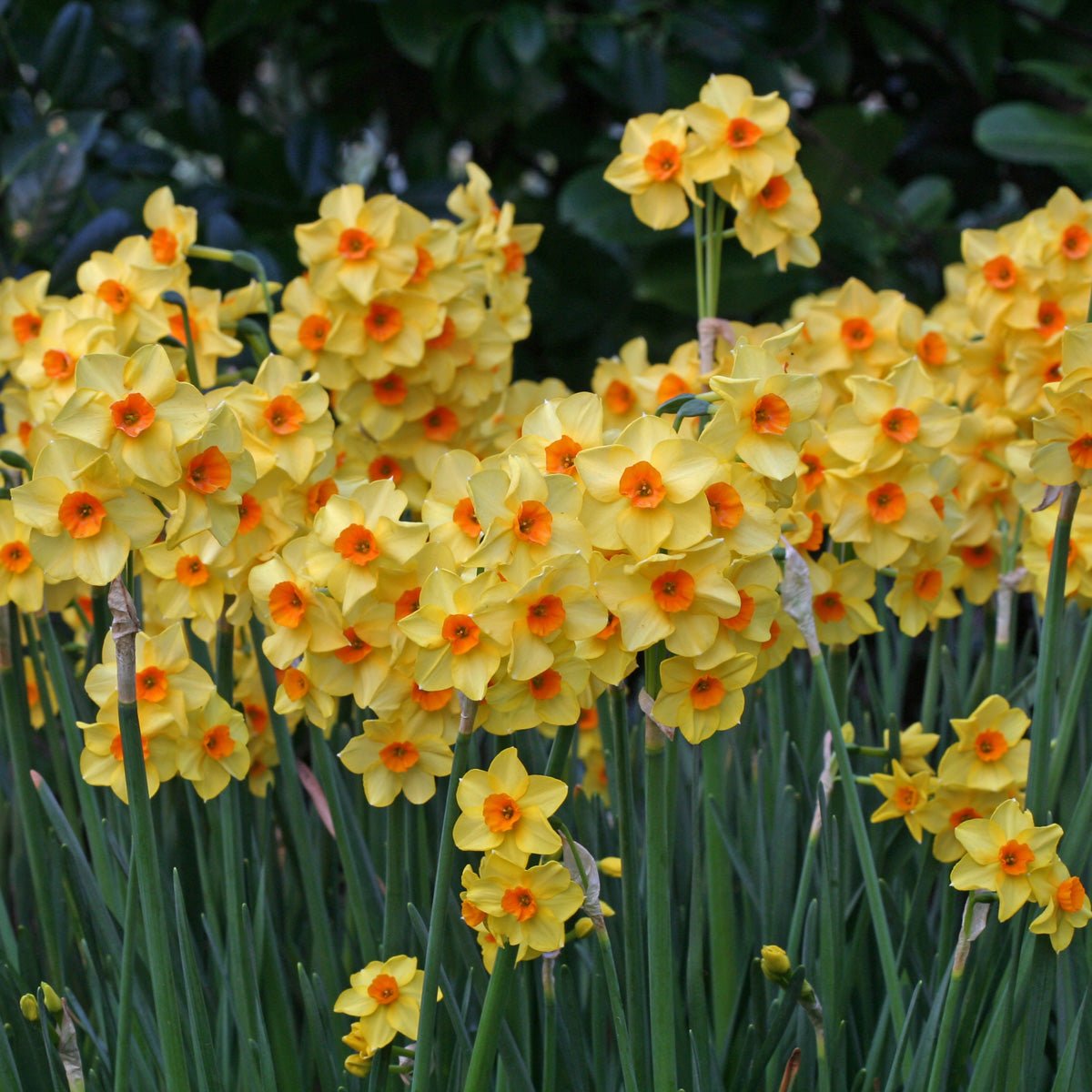 Martinette - Special Narcissus - Fluwel