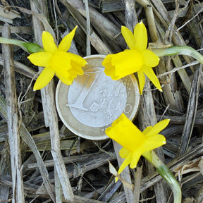 Medway Gold - Special Narcissus - Fluwel