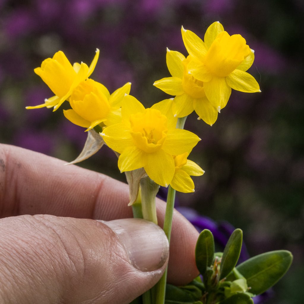 Medway Gold - Special Narcissus - Fluwel